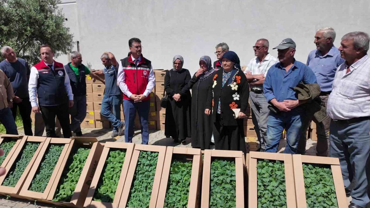 Tekirdağ’da 407 üreticiye 256 bin yazlık sebze fidesi dağıtıldı