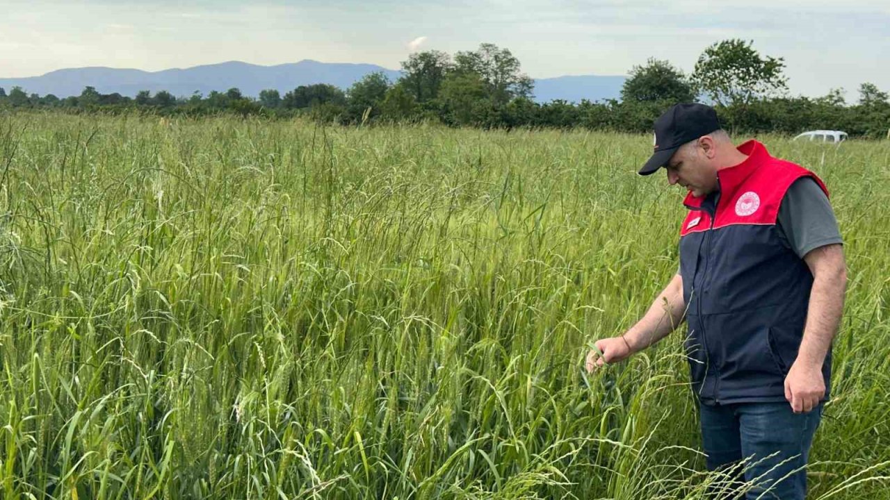 Düzce’de yem bitkileri ekili alanlar denetlendi