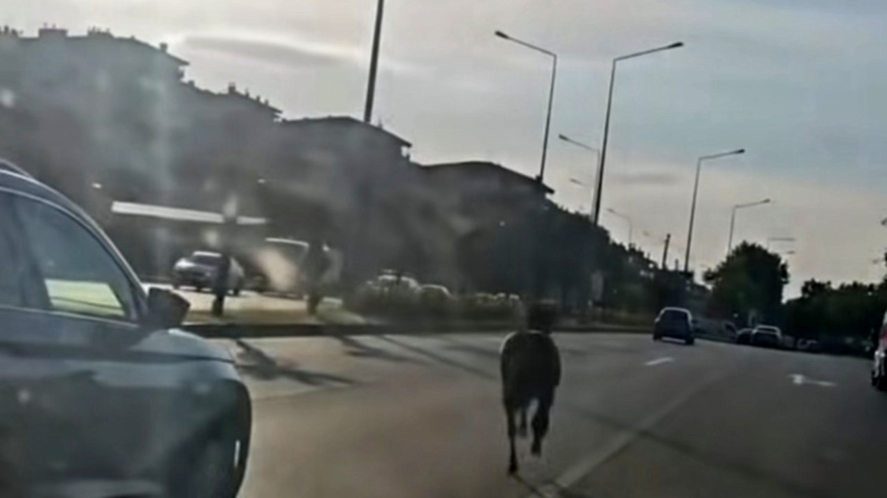 Başıboş at ana yolda trafiği tehlikeye attı