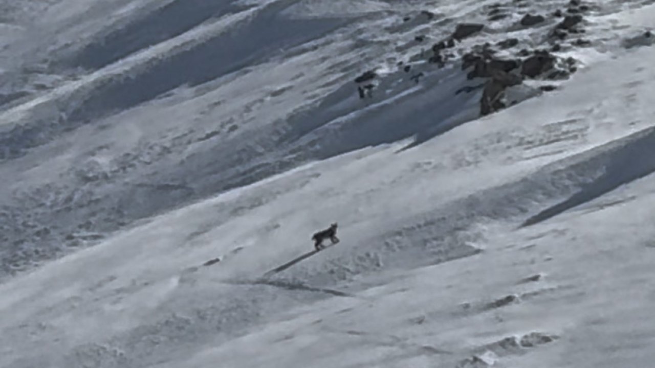 Bitlis’te nesli tehlike altında olan vaşak görüntülendi