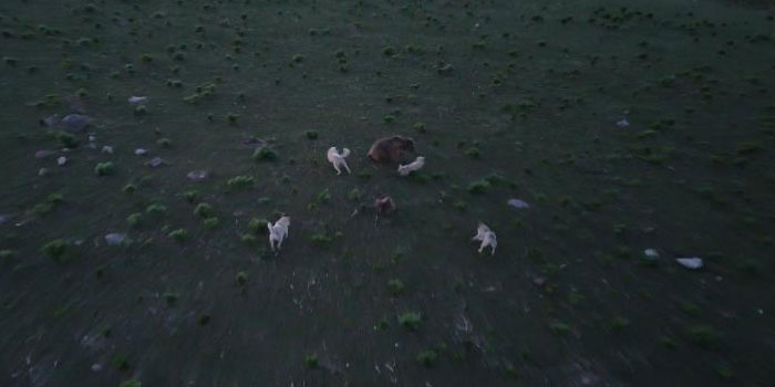 Kars'ta boz ayı ile köpeklerin kovalamacası dron kamerasına yansıdı