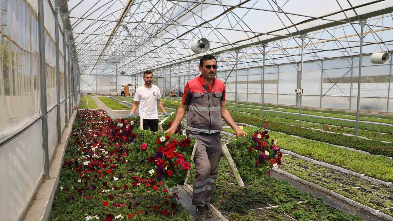 Büyükşehir’in ürettiği çiçekler Ordu’yu renklendiriyor