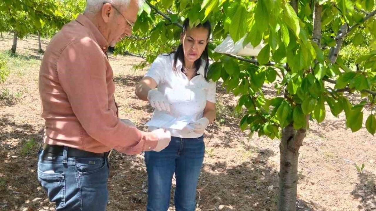 Elazığ’da meyve bahçelerinde takip çalışması