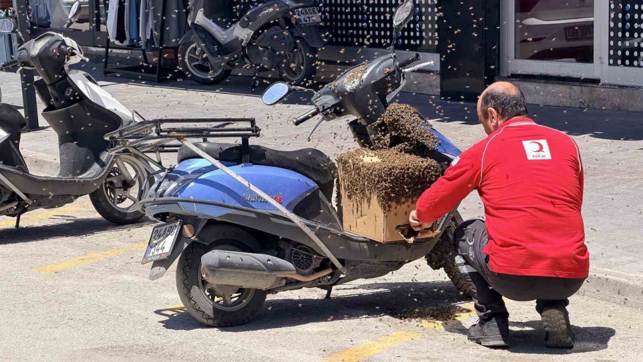 Şehrin göbeğinde oğul veren arılar ilgi odağı oldu