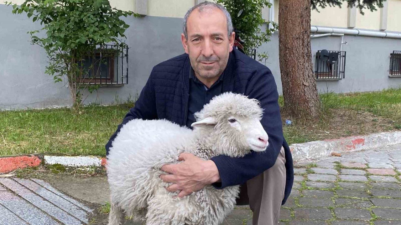 Kavak Adliyesi’nin sevimli maskotu: Kuzu Tertip