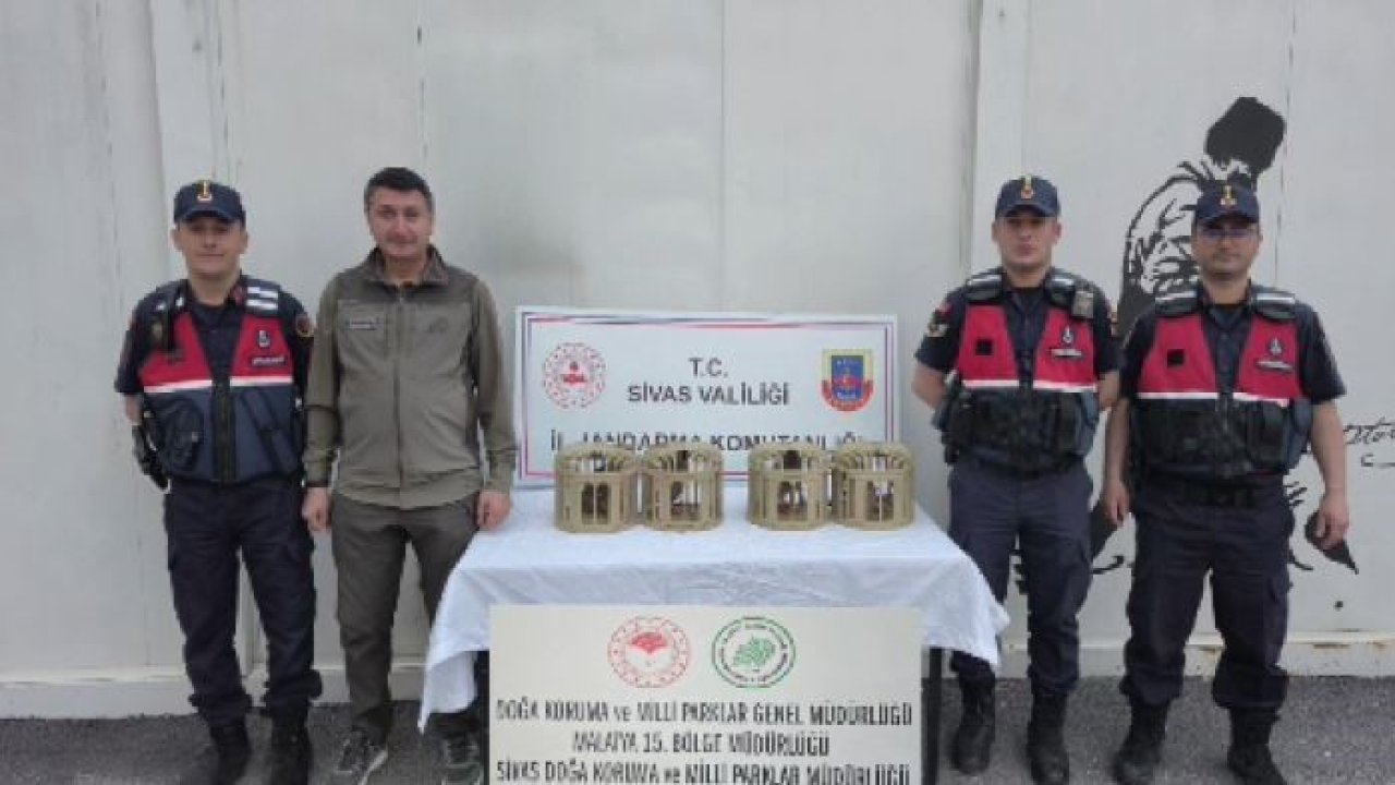 Sivas’ta usulsüz ele geçirilen 4 keklik doğaya salındı