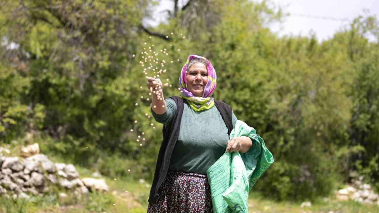 Atalık tohumlar toprakla buluştu, üreticiye can suyu oldu