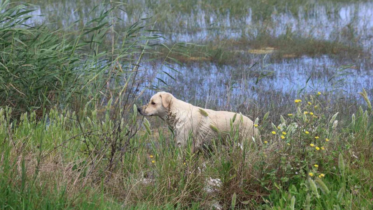 Milleyha Sulak Alanına 5 yavru köpeği bırakan 2 şahsa 540 bin TL para cezası uygulandı