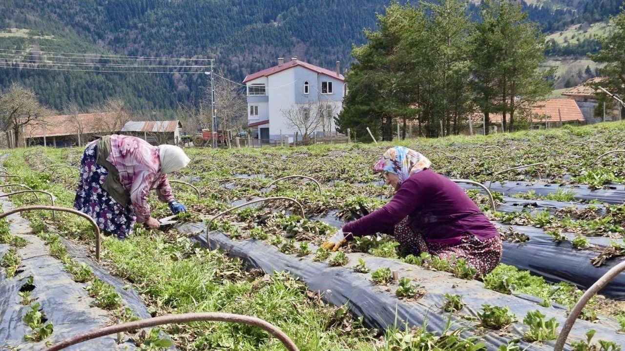Samsun’da 14 bin 358 üreticiye destek