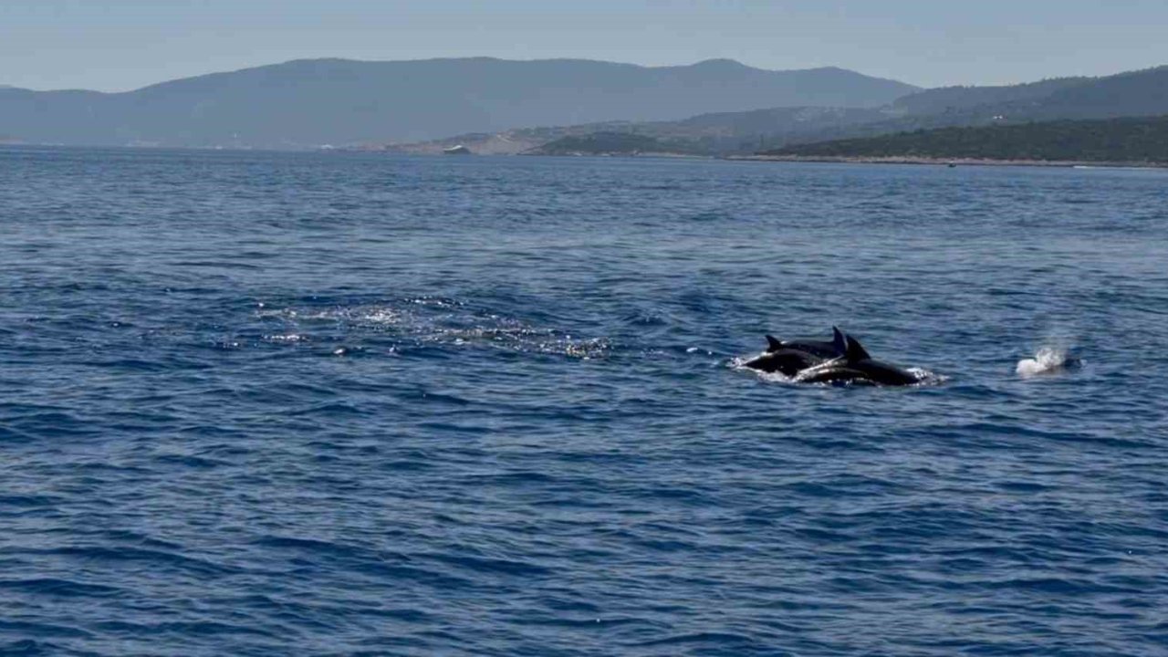 Muğla Valisi Akbıyık’ı denizde yunuslar karşıladı