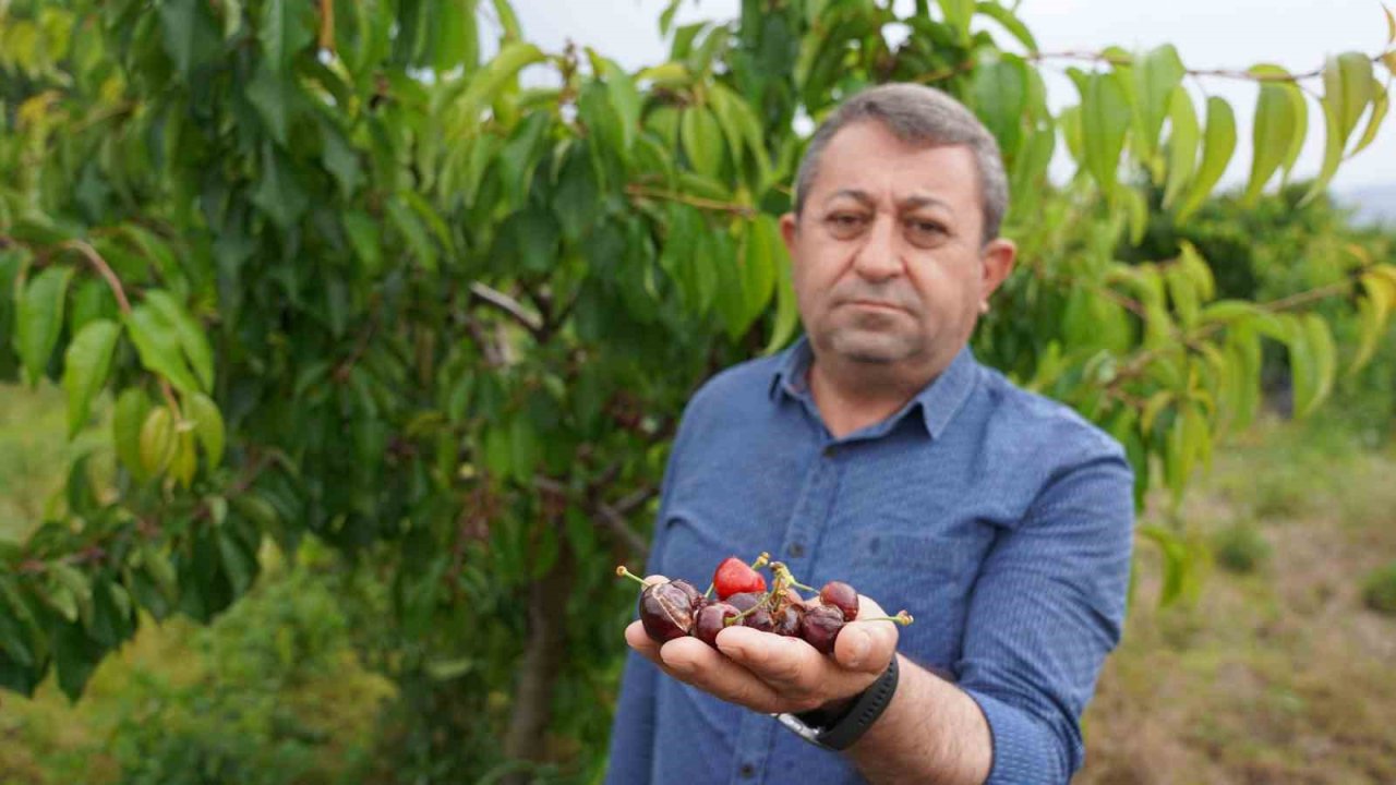 Tokat’ta aşırı yağış kirazı vurdu