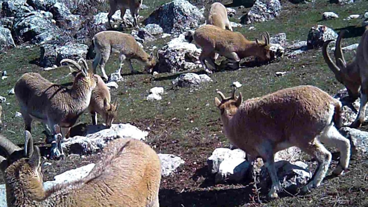 Munzur’un sessiz misafirleri fotokapana takıldı