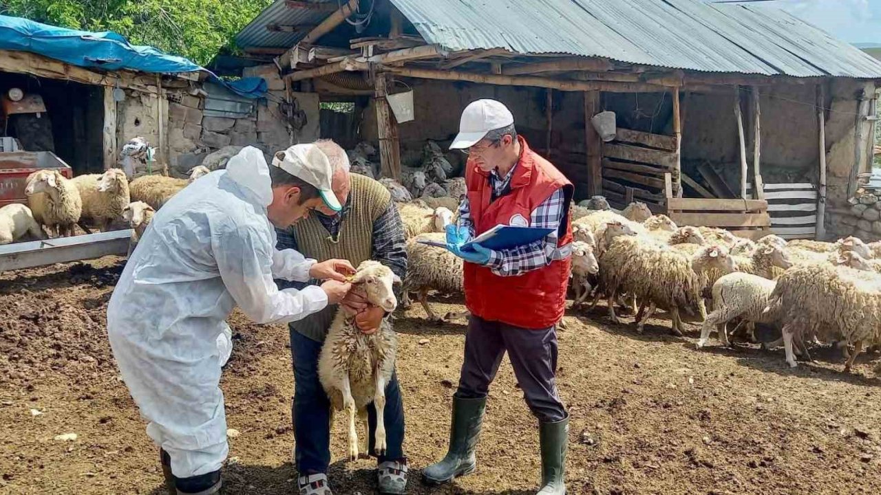’Halk Elinde Küçükbaş Hayvan Islahı Projesi’nde doğan kuzular tespit edildi