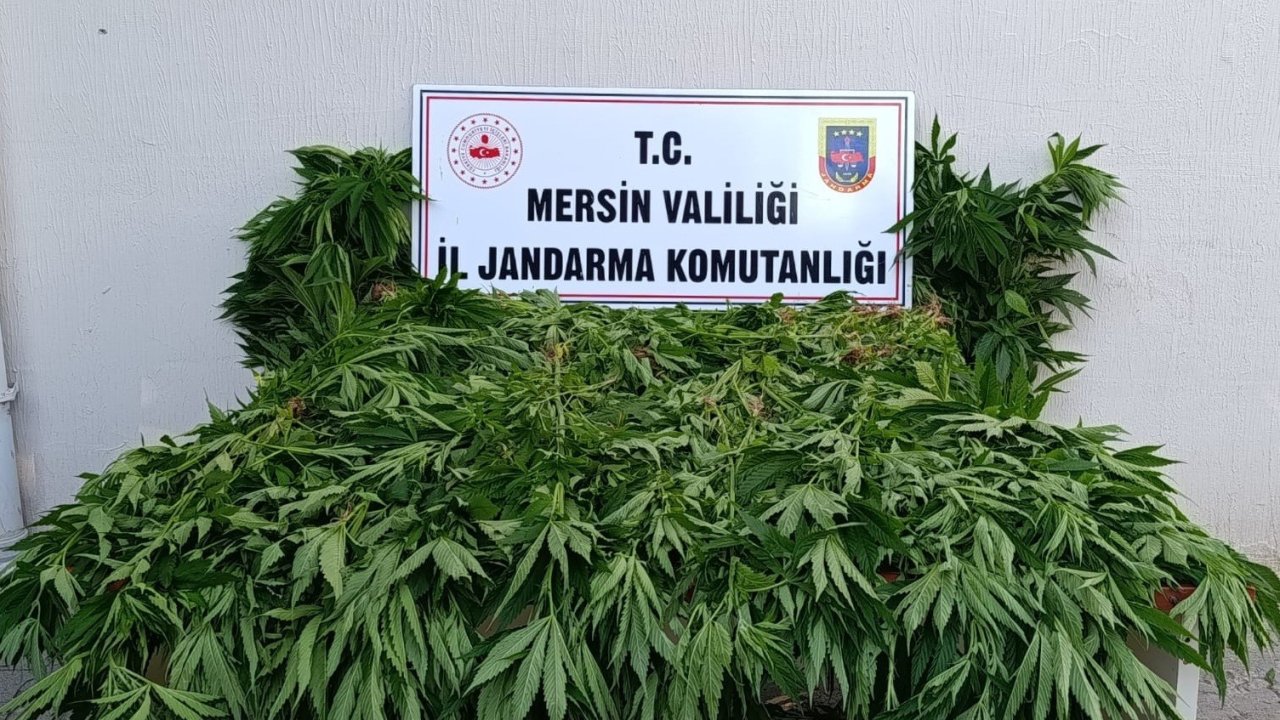 Ormanda kenevir yetiştirenlere suçüstü operasyon: 2 tutuklama