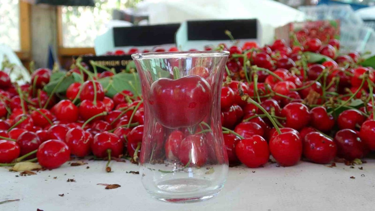 Çanakkale’de çay bardağına sığmayan Lapseki kirazında hasat başladı