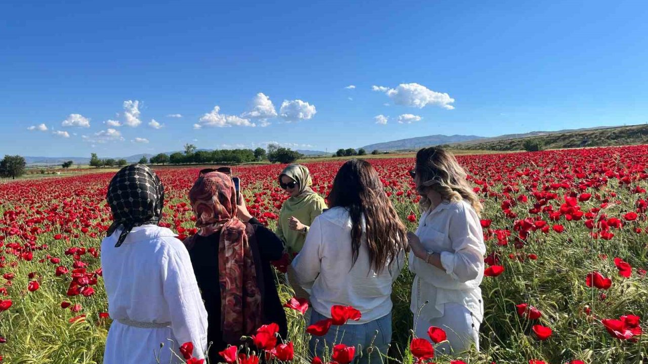 Elazığ’da oluşan doğal gelincik tarlasına vatandaşlar akın etti