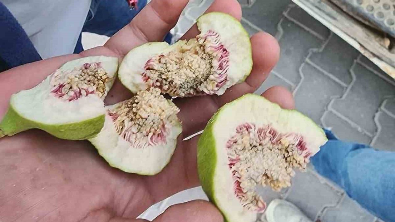 Buharkent’te üreticiler ’belgesiz ilek’ kullanımına karşı uyarıldı