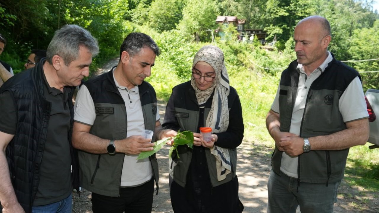 Kestane ormanlarını korumak için 5 bin samuray arısı doğaya 