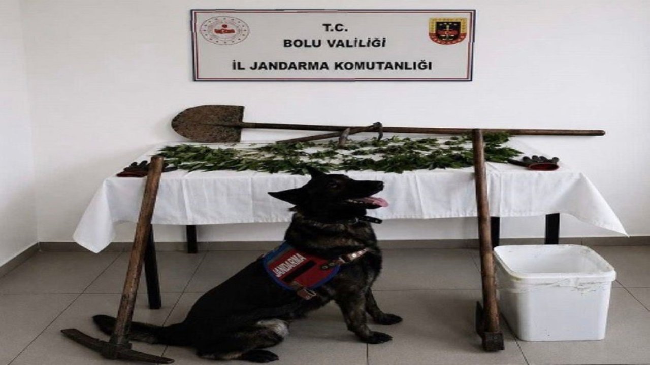 Bolu’da kenevir bahçesi oluşturan şüpheli tutuklandı