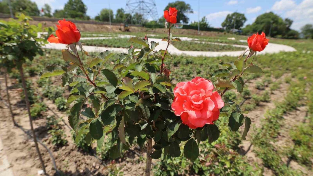 Başiskele’nin yeni yaşam alanı Gül Bahçesi’nde ilk fidanlar dikildi