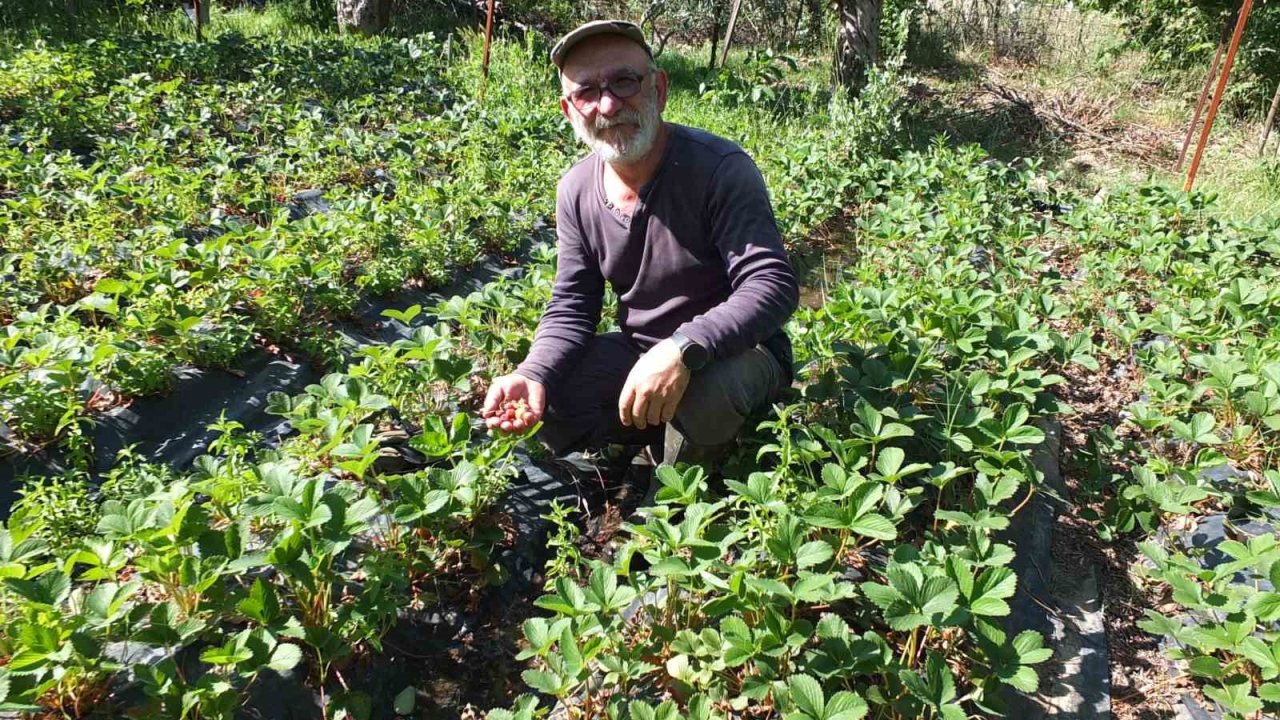 Balıkesir’de emekli muhasebeci başarılı üretici oldu