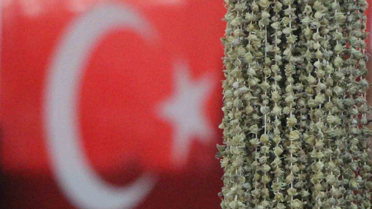 Amasyalı bamyacılar Uganda bamyasını ombudsmana şikayet etti