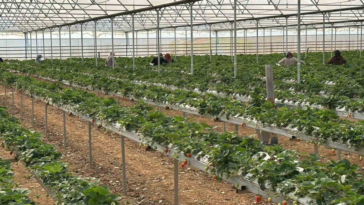 DOĞAKA’nın desteklediği projede çilekler hasat edilmeye başlandı