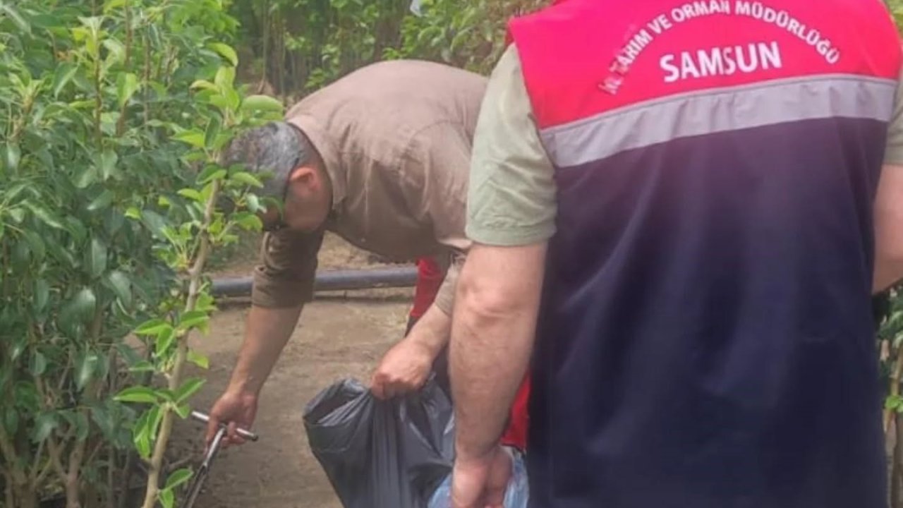 Samsun’da fidancılık işletmeleri mercek altında