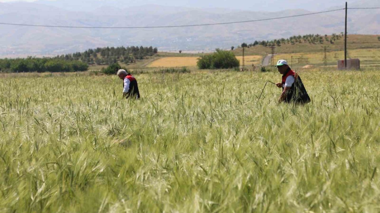Elazığ’da süne sürveyi ve CBS çalışmaları sahada değerlendirildi