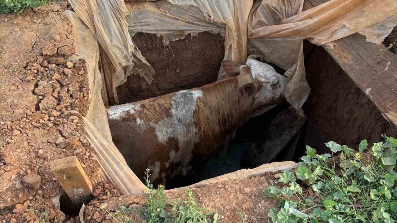 Muş’ta foseptik çukuruna düşen ineği itfaiye ekipleri kurtardı