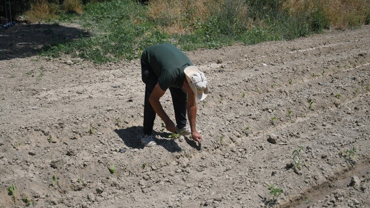 Kuşadası’nda Adabahçe yaz hasadına gün sayıyor