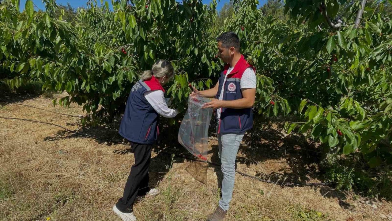 Söke’de kiraz bahçeleri denetlendi, numuneler alındı