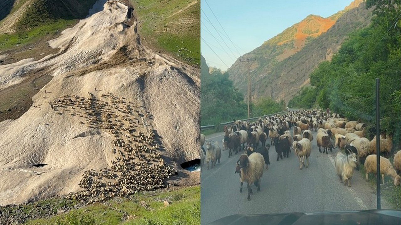 Hakkari’de yayla sezonu gecikmeli başladı