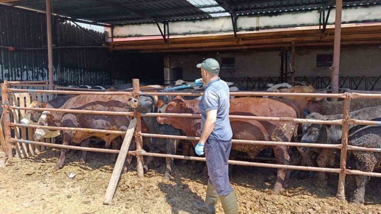İthal besi hayvanlara yönelik denetim