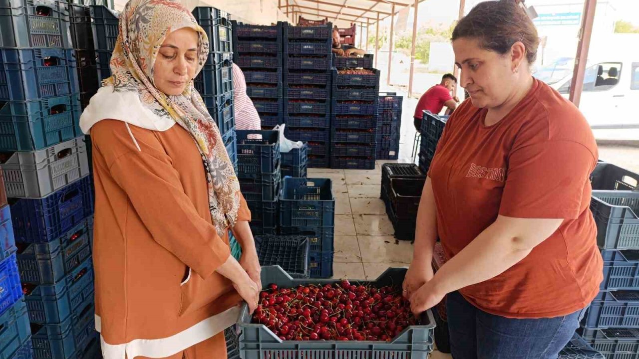 25 yıl önce dikilen kiraz fidanları Selendi’yi Avrupa’ya taşıdı