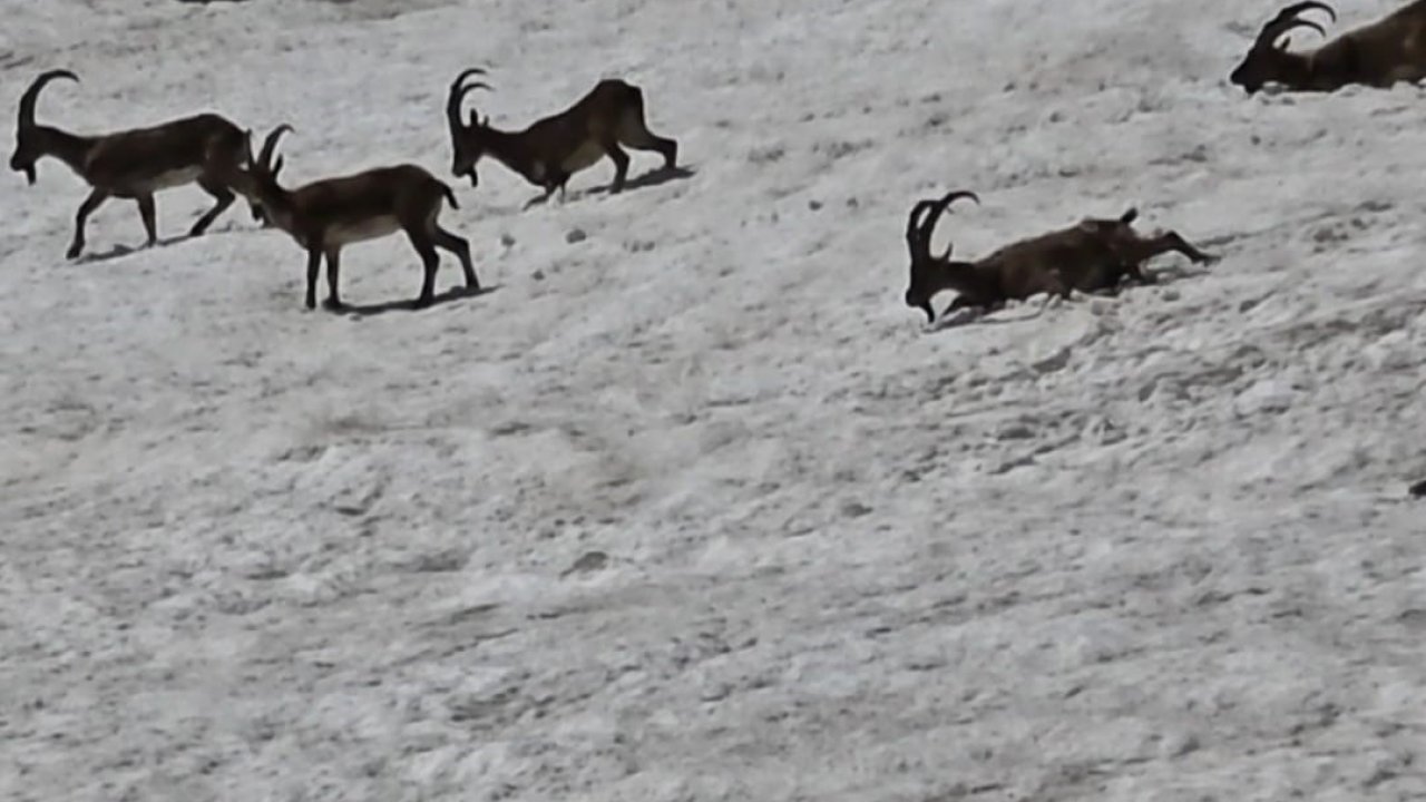 Tunceli’de dağ keçileri ve ayılar aynı bölgede görüntülendi