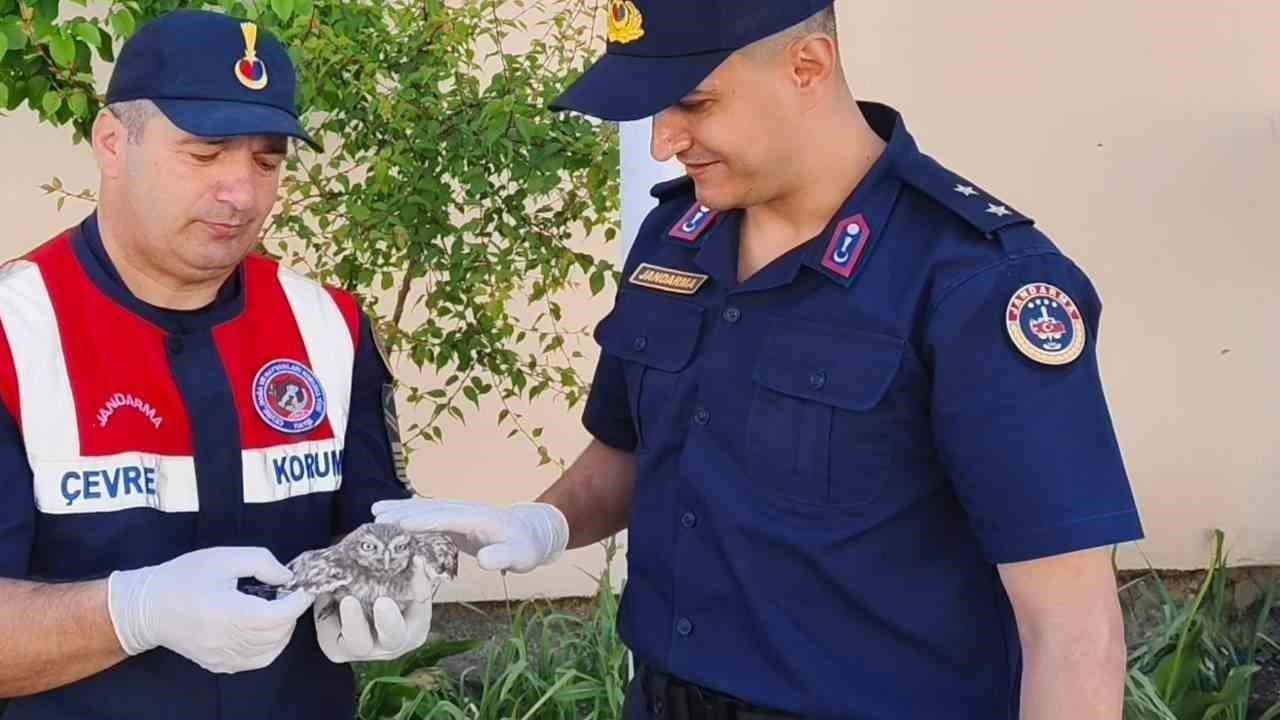 Yozgat’ta yavru baykuşa Jandarma ekipleri şefkat eli uzattı
