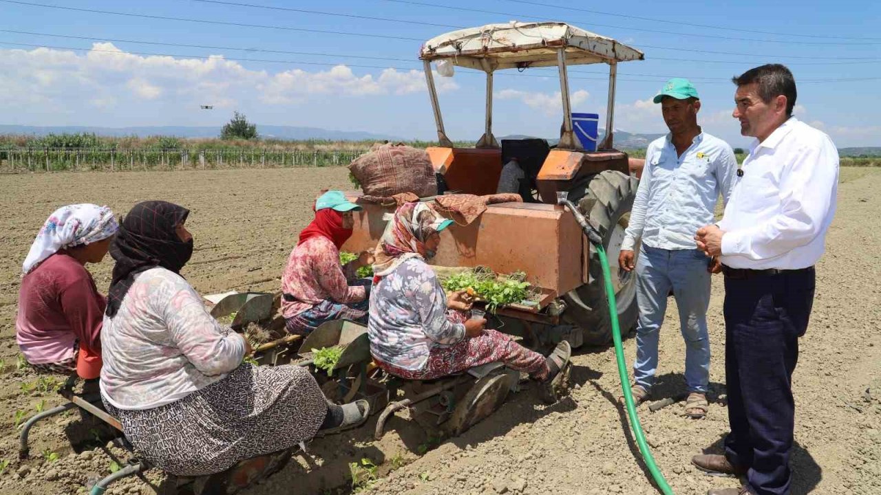 Saruhanlı’da tütün mesaisi başladı