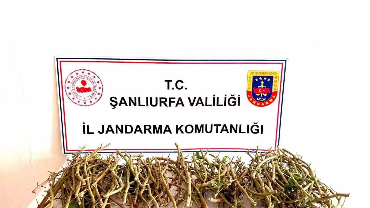 Hırsızlar bu defa fıstık dalı çaldı
