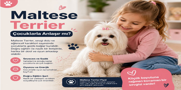 Maltese Terrier Çocuklarla Anlaşır mı?