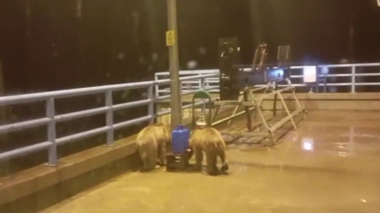 Barajda gece nöbeti tutan güvenlikçiye iki ayı yavrusu sürprizi