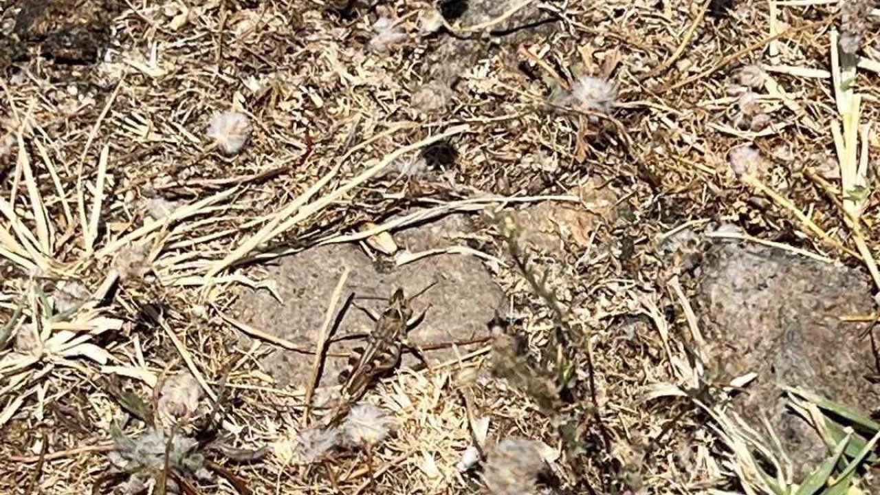 Çanakkale’de çekirge ile mücadele başlatıldı