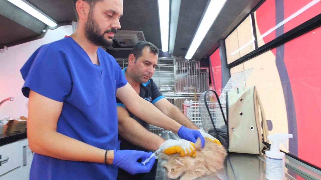 Balıkesir’de Can Dost 18 bin sokak hayvanına sağlık hizmeti verdi