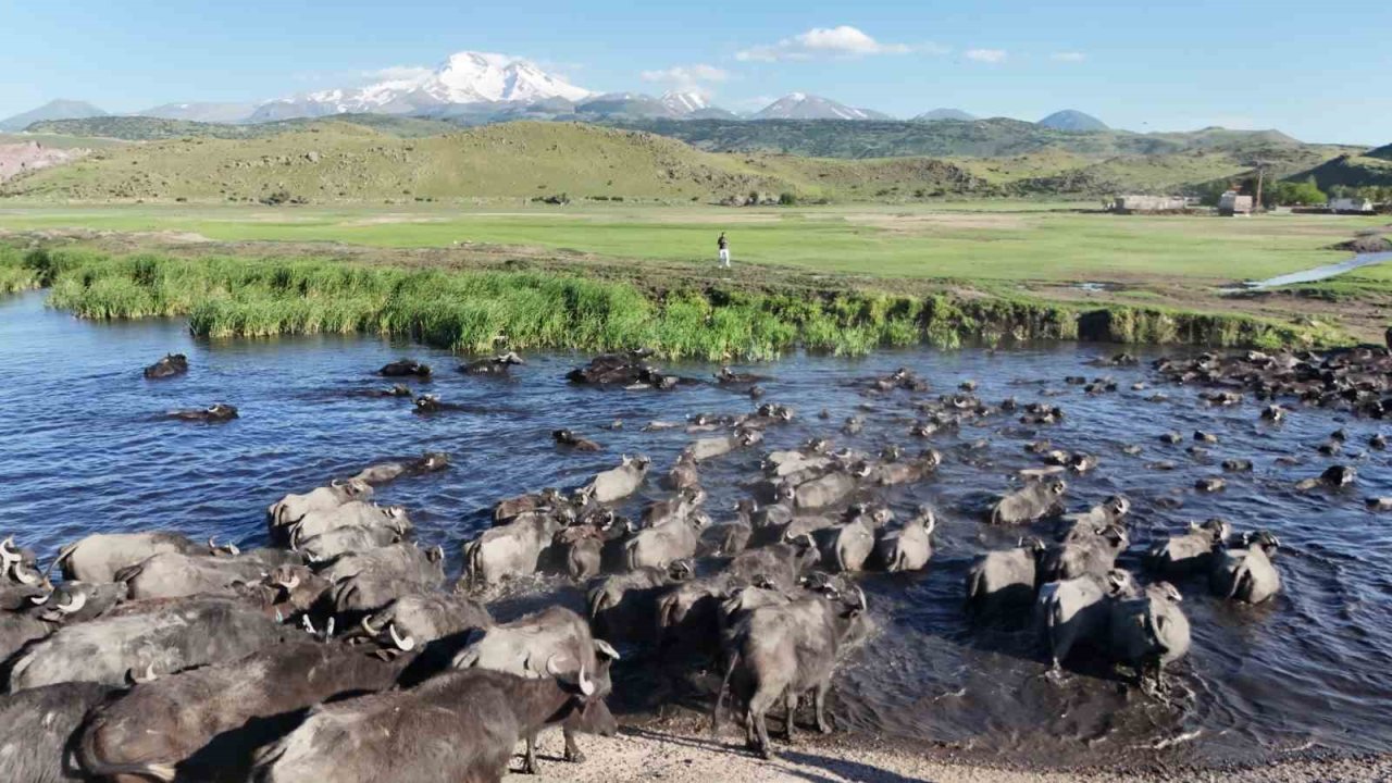 Erciyes’in eteklerinde manda safari