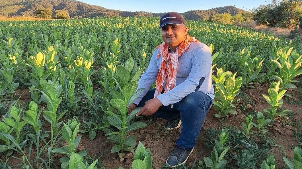 Sarıgöl’de tütün kırımı başladı