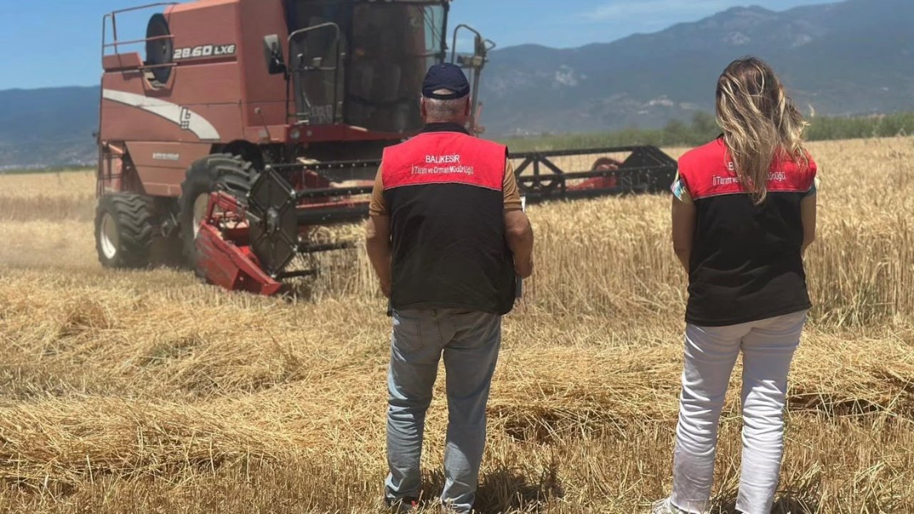 Edremit’te buğday hasadı başladı