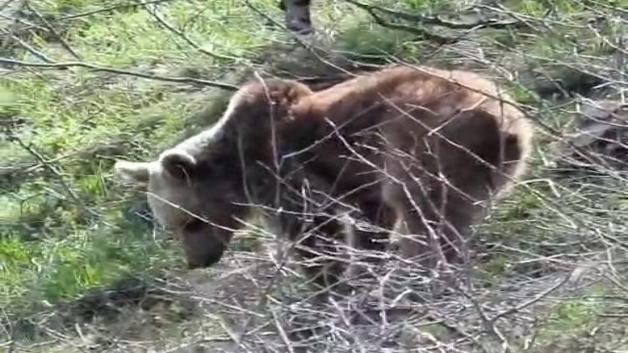 Ayıların dünyasına misafir olan dağcı: "Onları tanımadan nefret yaymayalım"