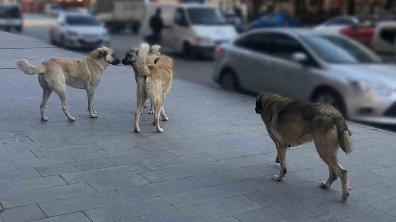 Sahipsiz köpeklerin tamamı yıl sonuna kadar barınaklara alınacak