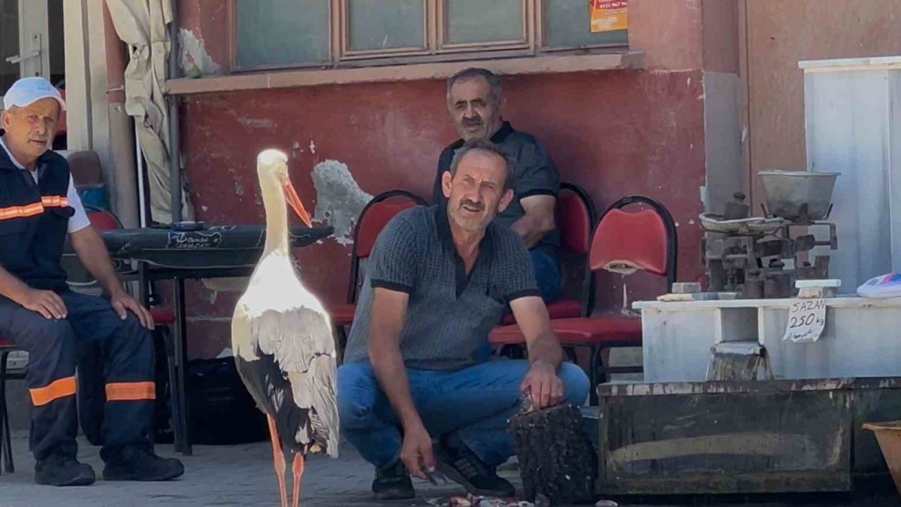 Balıkçı Ahmet ile leyleğin 10 yıllık kahvehane randevusu
