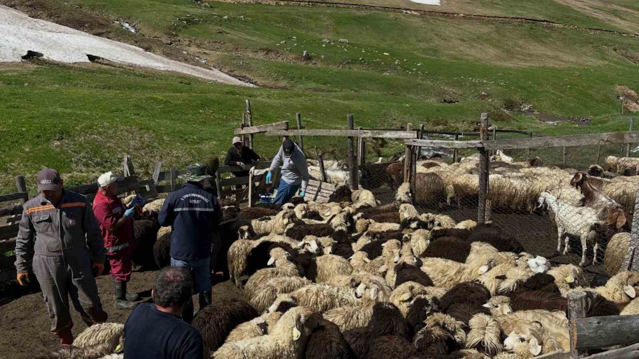 Aydıntepe’de küçükbaş hayvanlarda aşılama ve küpeleme çalışmaları sürüyor